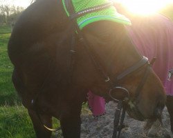 dressage horse So wie Ich (Oldenburg, 2010, from Statesman OLD)