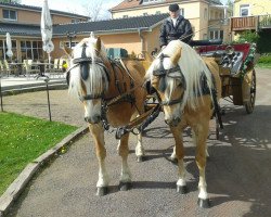 horse Askan und Ares (Haflinger, 2011)