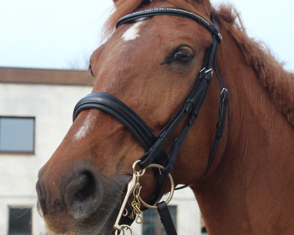 horse Rica 99 (Rhinelander, 2004, from Moosbends Ricardos)