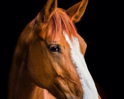 jumper Appassionata 6 (German Sport Horse, 2008, from Asklepios)