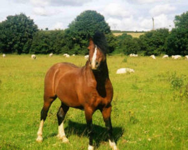 Deckhengst Friars Generous (Welsh Mountain Pony (Sek.A), 1991, von Friars Freelance)