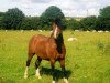 stallion Friars Generous (Welsh mountain pony (SEK.A), 1991, from Friars Freelance)