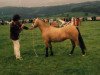 Zuchtstute Menai Susan (Welsh Mountain Pony (Sek.A), 1971, von Gredington Asa)
