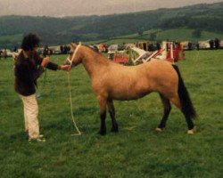 Zuchtstute Menai Susan (Welsh Mountain Pony (Sek.A), 1971, von Gredington Asa)