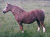 Zuchtstute Menai Marina (Welsh Mountain Pony (Sek.A), 1970, von Twyford Maxim)