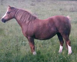 Zuchtstute Menai Marina (Welsh Mountain Pony (Sek.A), 1970, von Twyford Maxim)