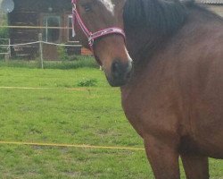 dressage horse Satchmo (Deutsches Reitpony, 2009, from Nightfire)