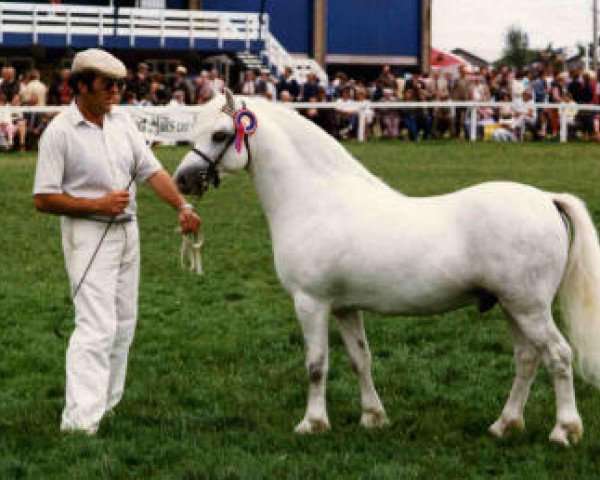 stallion Revel Japhet (Welsh mountain pony (SEK.A), 1976, from Revel Chip)