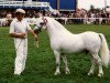 stallion Revel Japhet (Welsh mountain pony (SEK.A), 1976, from Revel Chip)