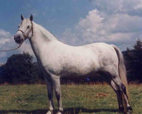 Zuchtstute Melai Beauty (Welsh Mountain Pony (Sek.A), 1954, von Coed Coch Berwynedd)