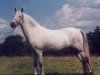 Zuchtstute Melai Beauty (Welsh Mountain Pony (Sek.A), 1954, von Coed Coch Berwynedd)