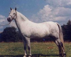 Zuchtstute Melai Beauty (Welsh Mountain Pony (Sek.A), 1954, von Coed Coch Berwynedd)