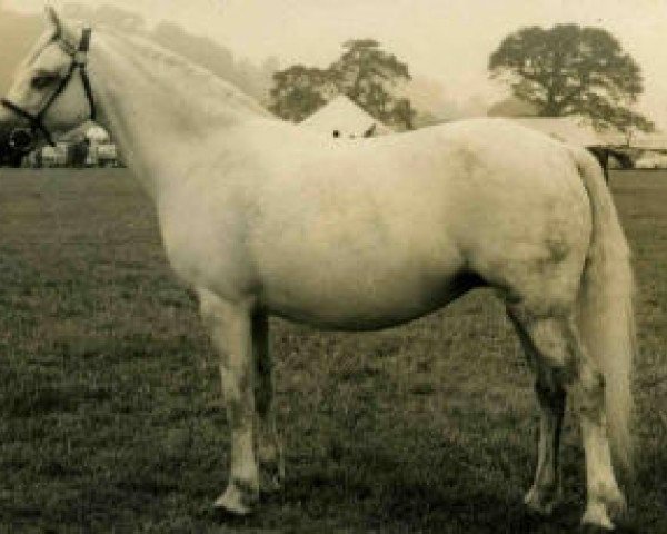 broodmare Hartmoor Silver Rose (Welsh mountain pony (SEK.A), 1959, from Revel Springlight)