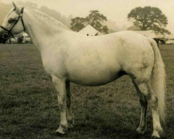 Zuchtstute Hartmoor Silver Rose (Welsh Mountain Pony (Sek.A), 1959, von Revel Springlight)