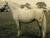 Zuchtstute Hartmoor Silver Rose (Welsh Mountain Pony (Sek.A), 1959, von Revel Springlight)