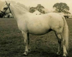 broodmare Hartmoor Silver Rose (Welsh mountain pony (SEK.A), 1959, from Revel Springlight)