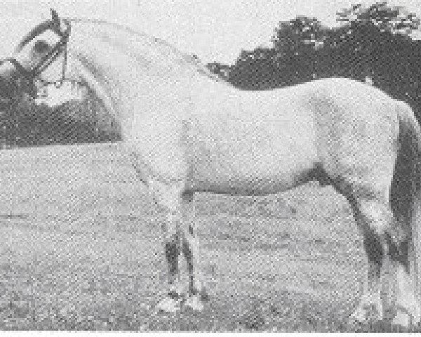 Deckhengst Shalbourne Pendragon (Welsh Mountain Pony (Sek.A), 1950, von Coed Coch Glyndwr)
