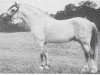 stallion Shalbourne Pendragon (Welsh mountain pony (SEK.A), 1950, from Coed Coch Glyndwr)