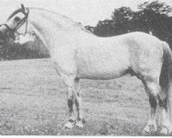 stallion Shalbourne Pendragon (Welsh mountain pony (SEK.A), 1950, from Coed Coch Glyndwr)