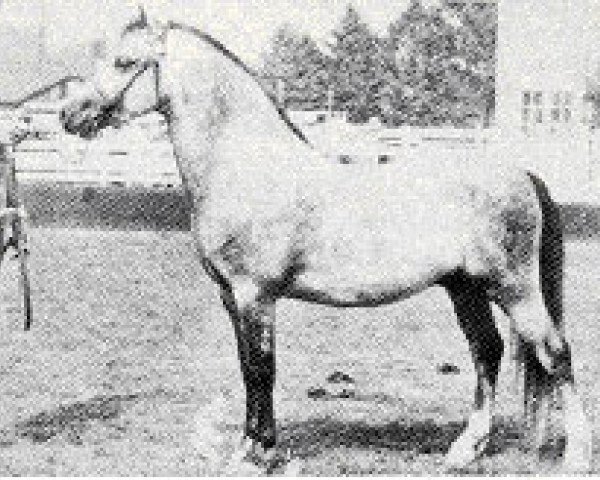 horse Revel Capip (Welsh mountain pony (SEK.A), 1964, from Clan Pip)