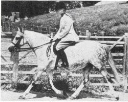 Pferd Coed Coch Seren Lwyd (Welsh Pony (Sek.B), 1953, von Coed Coch Madog)