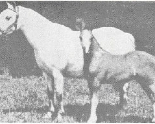 Zuchtstute Coed Coch Pelen (Welsh Mountain Pony (Sek.A), 1948, von Tregoyd Starlight)