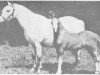 Zuchtstute Coed Coch Pelen (Welsh Mountain Pony (Sek.A), 1948, von Tregoyd Starlight)