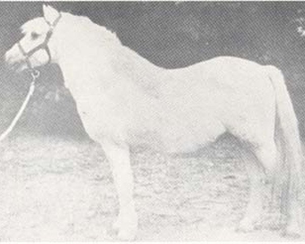 Pferd William (Welsh Mountain Pony (Sek.A), 1930, von Criban Chief)