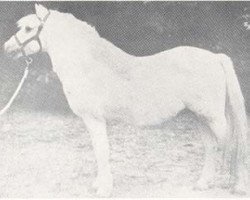 Pferd William (Welsh Mountain Pony (Sek.A), 1930, von Criban Chief)