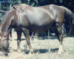 horse Cefn Queen (Welsh mountain pony (SEK.A), 1956, from Eryri Gwyndaf)