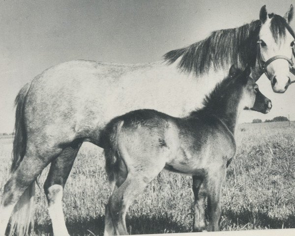 Pferd Gretton Dainty (Welsh Mountain Pony (Sek.A), 1954, von Bowdler Blue Boy)
