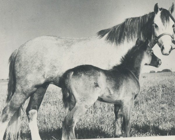 horse Gretton Dainty (Welsh mountain pony (SEK.A), 1954, from Bowdler Blue Boy)