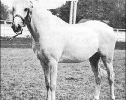 Deckhengst Farnley Lustre (Welsh Pony (Sek.B), 1956, von Gretton Blue Boy)