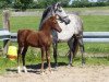 broodmare Karlina (German Riding Pony, 2007, from Hilkens Black Delight)