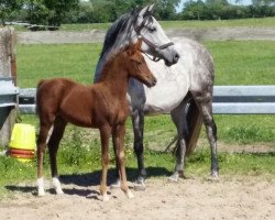 broodmare Karlina (German Riding Pony, 2007, from Hilkens Black Delight)