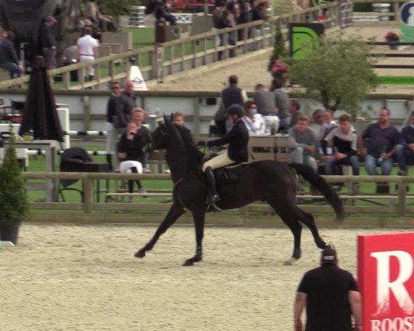 Belgisch Kampioenschap 4-5 Jarigen Paarden