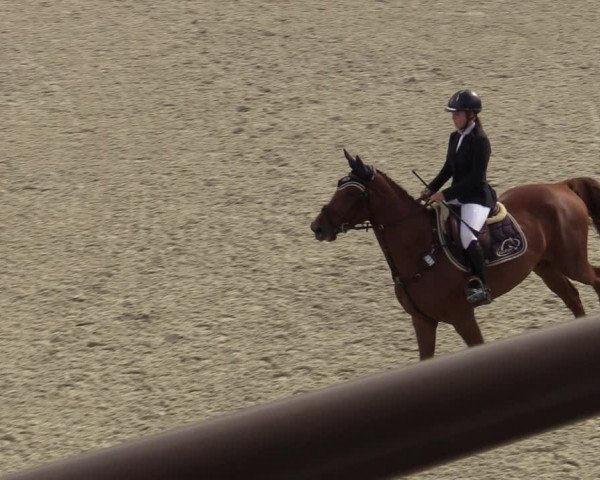 Belgisch Kampioenschap 4-5 Jarigen Paarden