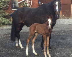 broodmare Lonely Passion xx (Thoroughbred, 2004, from Diktat xx)