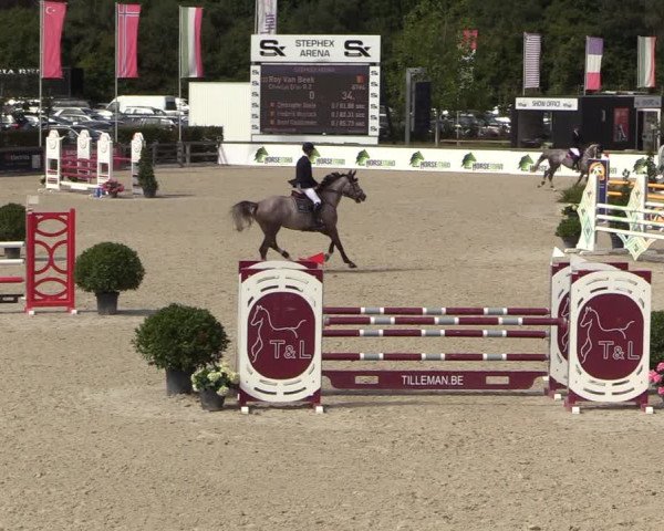 Belgisch Kampioenschap 4-5 Jarigen Paarden