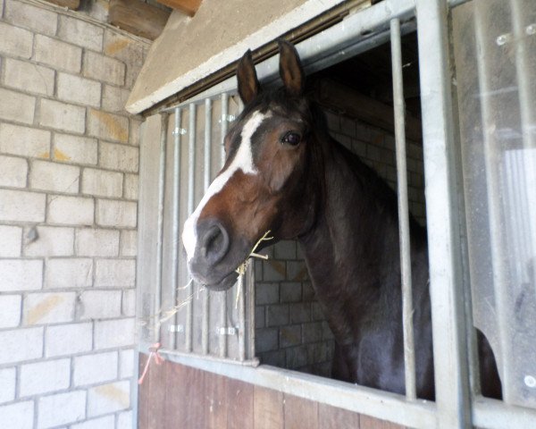 broodmare Romina Power (Westphalian, 1997, from Rosenkavalier)