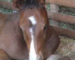 jumper Darcano (German Sport Horse, 2015, from Diatendro)