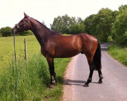 dressage horse Groentje (KWPN (Royal Dutch Sporthorse), 2011, from Watermill Scandic)