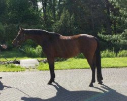 broodmare Pedusa (Holsteiner, 2000, from Quidam de Revel)