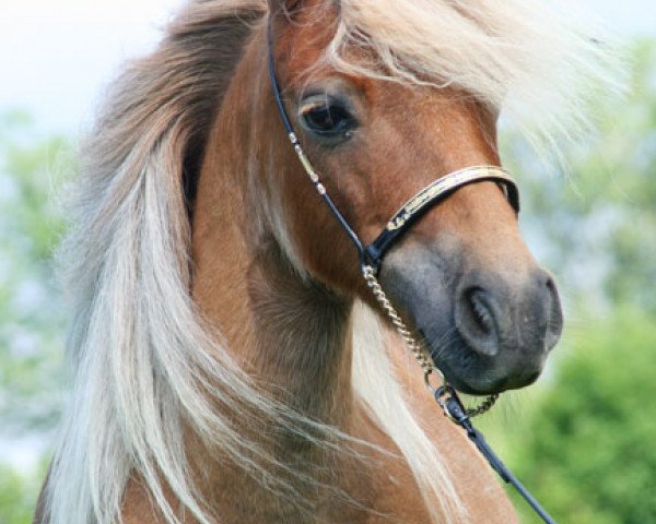 Zuchtstute Olivia van de Riethoeve (Shetland Pony (unter 87 cm), 1999, von Eckington van de Nijkamphoeve)