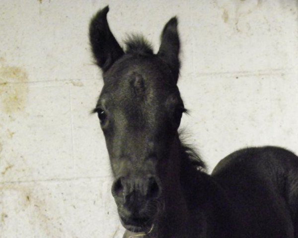 Pferd Amazing Grey S (Welsh-Cob (Sek. D), 2015, von Arvalon's Charles)