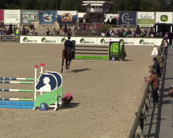 Belgisch Kampioenschap 4-5 Jarigen Paarden
