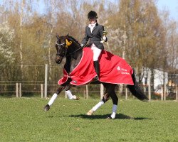 broodmare Edelmann's Nahla de Luxe (German Riding Pony, 2009, from Noir de Luxe)