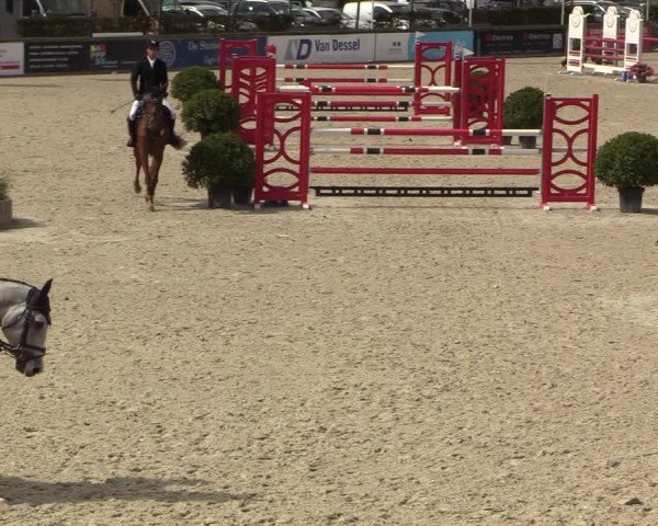 Belgisch Kampioenschap 4-5 Jarigen Paarden