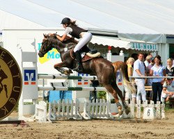 dressage horse Diego B 3 (German Riding Pony, 2000, from FS Don't Worry)