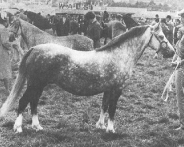 Zuchtstute Revel Caress (Welsh Mountain Pony (Sek.A), 1957, von Revel Springlight)